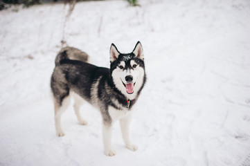 Gray, black with white husky stands on the snow at the nature