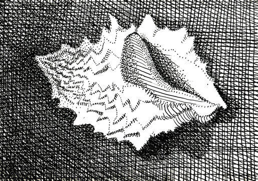 Decorative sea shell. Dirty texture graphic illustration.
