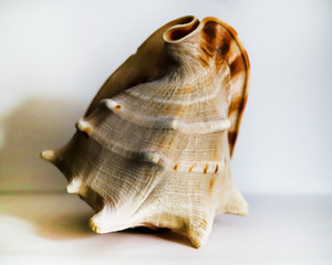 large pink sea shell close up