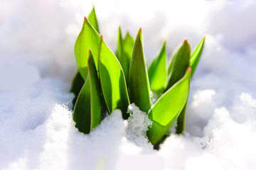 A sunny day in the snow there are green leaves in the spring month