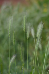 Fototapeta premium close-up of grass spikes with green bokeh on the background