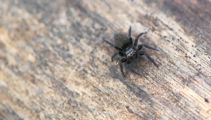 Spider on wood
