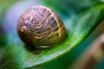snail on a leaf