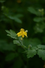 yellow small flower on a background of lush green grass