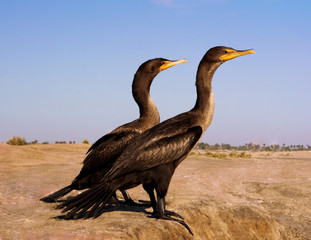 patos