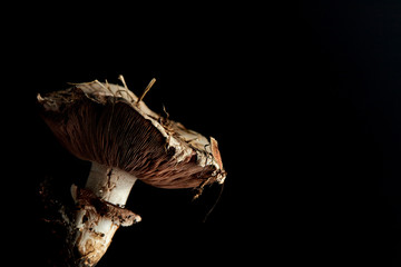 Champignon porphyry, edible mushroom, Agaricus porphyrizon.  Close-up on a black background, isolated