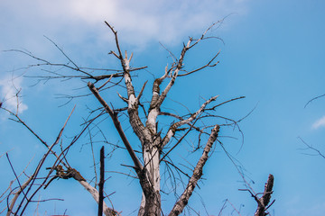Dry tree in spring against the blue sky
