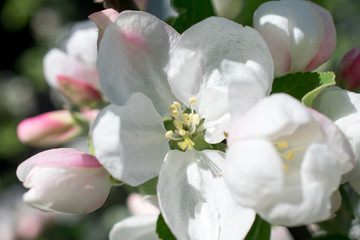 white magnolia flower