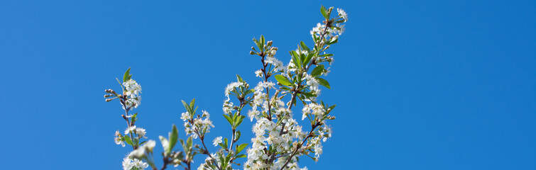green grass against blue sky