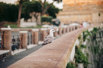 Seagull walks on a stone parapet in Rome