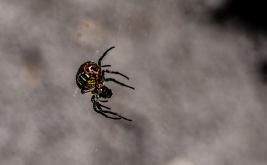 spider on a web