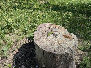 Green lizard on a brown hemp. Green grass.