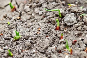 Agriculture, beds with young green plantings and plants on the farm. Young shoots of onions grow from the ground in the garden on the bed