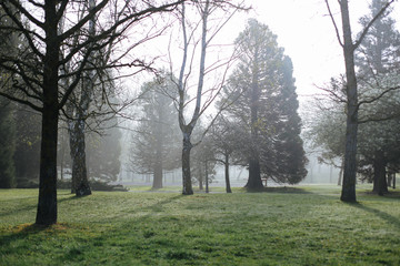 Obraz premium Foggy morning at the park.Morning foggy park.Mystical autumn forest in fog in the morning.Old Tree.Beautiful landscape with trees,green fog.Nature.Enchanted foggy forest with magic atmosphere