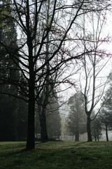 Foggy morning at the park.Morning foggy park.Mystical autumn forest in fog in the morning.Old Tree.Beautiful landscape with trees,green fog.Nature.Enchanted foggy forest with magic atmosphere