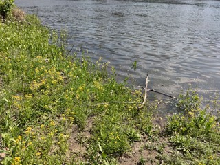 Shore with yellow flowers and green grass. Blue river and sky.