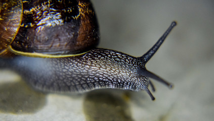 close up of a snail