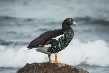 Pato sobre una rocha en la costa de un lago del sur argentino