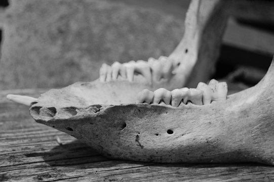 Animal Jaw Bone