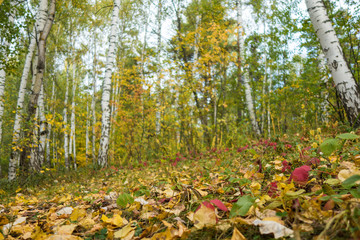 Fallen red, green & yellow leaves that covered forest ground & pathway. Park birches are on blurred background