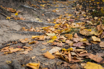 Close up view onto park ground with Autumn yellow leaves, mixed with grass & fallen branches. There are some forest roots on background