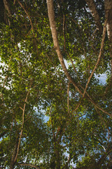 Huge tree in the jungle seen from below