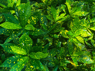 green leaves by yellow in the forest