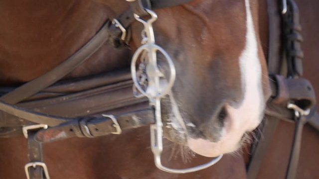 muzzle from horse pulling carriage slow motion
