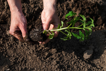 Woman plants seedlings of tomatoes. Agro photo.