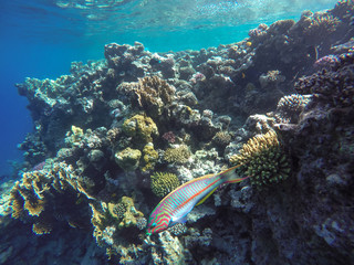 Lots of fish and corals during snorkeling in Sharm el Sheikh, Egypt.