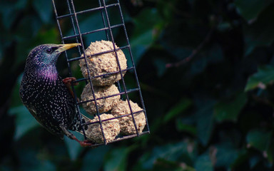 Starling feeding from suet balls in a bird feeder