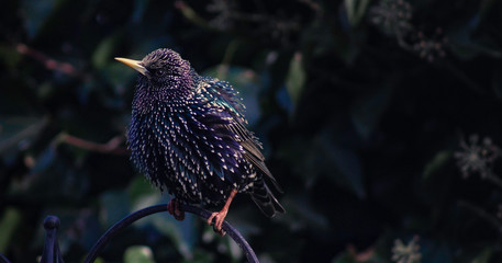 Starling perched ruffle feathers ruffling