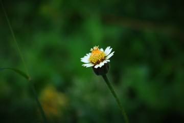 beautiful tiny little flower, sunflower, yellow flower