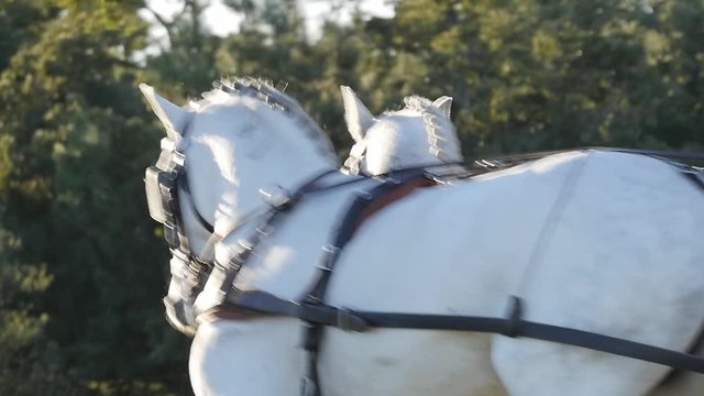 horses pulling carriage slow motion