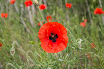 
red poppy flower on the field