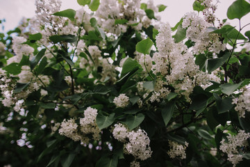 A bush of white lilac cloudy in the spring