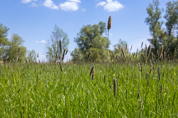 View of a wet meadow. Wet meadows are wood-free semi-natural biotopes characterised by grasses,...