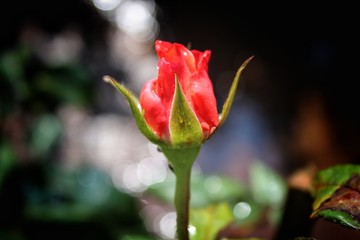 beautiful red rose bud for valentines day red rose for love rose for couple