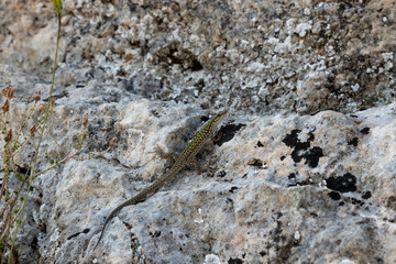 Lizard on the rock