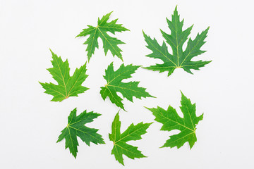 Seven green maple leaf, white background