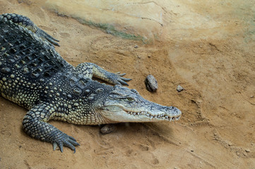 Head and front legs of crocodile in an animal reserve in Spain.