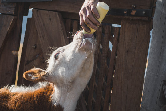 Ternero de vaca bebiendo leche campo