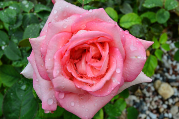 pink rose with with raindrops close up view