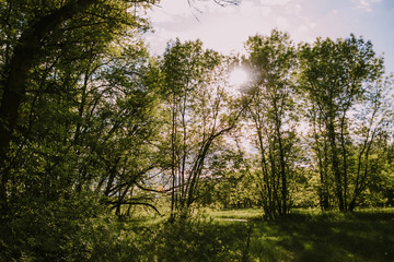 Summer sunny day fresh green forest in a clearing, nature
