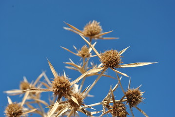 Eryngium campestre (known as field eryngo) dry twigs on bright blue sky background