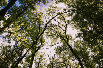 Crown of trees against the sky on a spring sunny afternoon in the forest, nature reserve