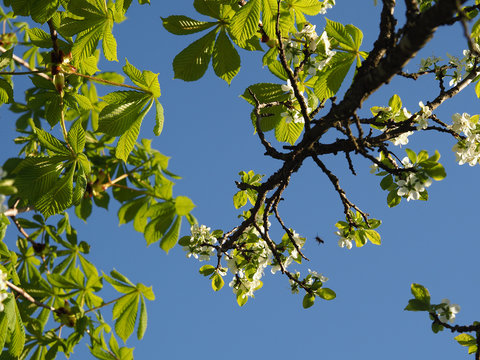 Chestnut branches with fresh green leaves and a branch of an apple tree with white flowers against a blue sky. Bright spring picture nature for screensavers, wallpapers and print the cover