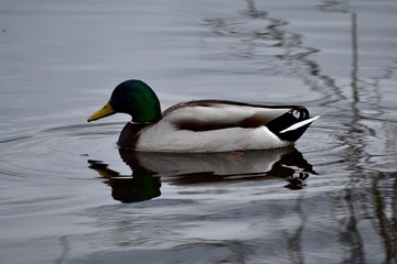 Mallard
