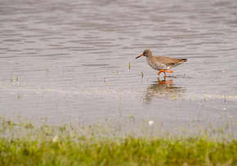 Common redshank (Tringa totanus) foraging in the water