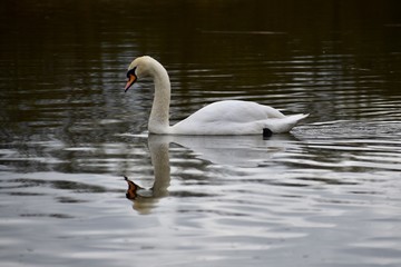 Serene Swan 1